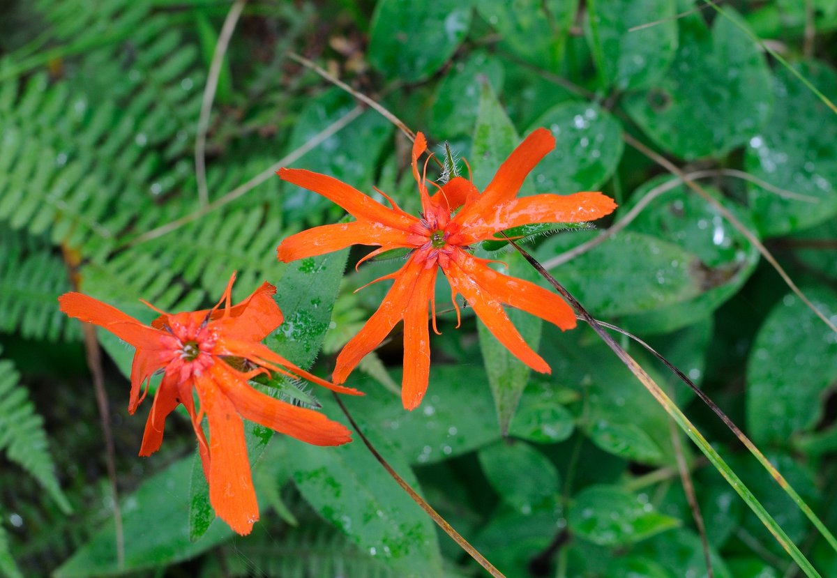 Изображение особи Lychnis fulgens.