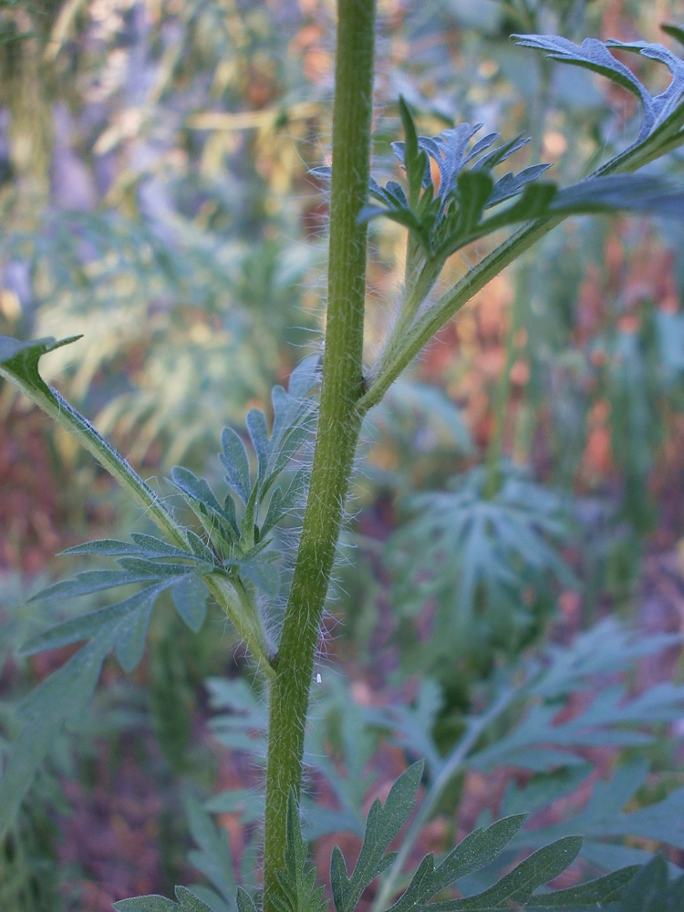 Изображение особи Ambrosia artemisiifolia.