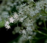 Rodgersia aesculifolia. Верхняя часть соцветия. Германия, г. Дюссельдорф, Ботанический сад университета. 03.06.2014.