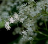 Rodgersia aesculifolia