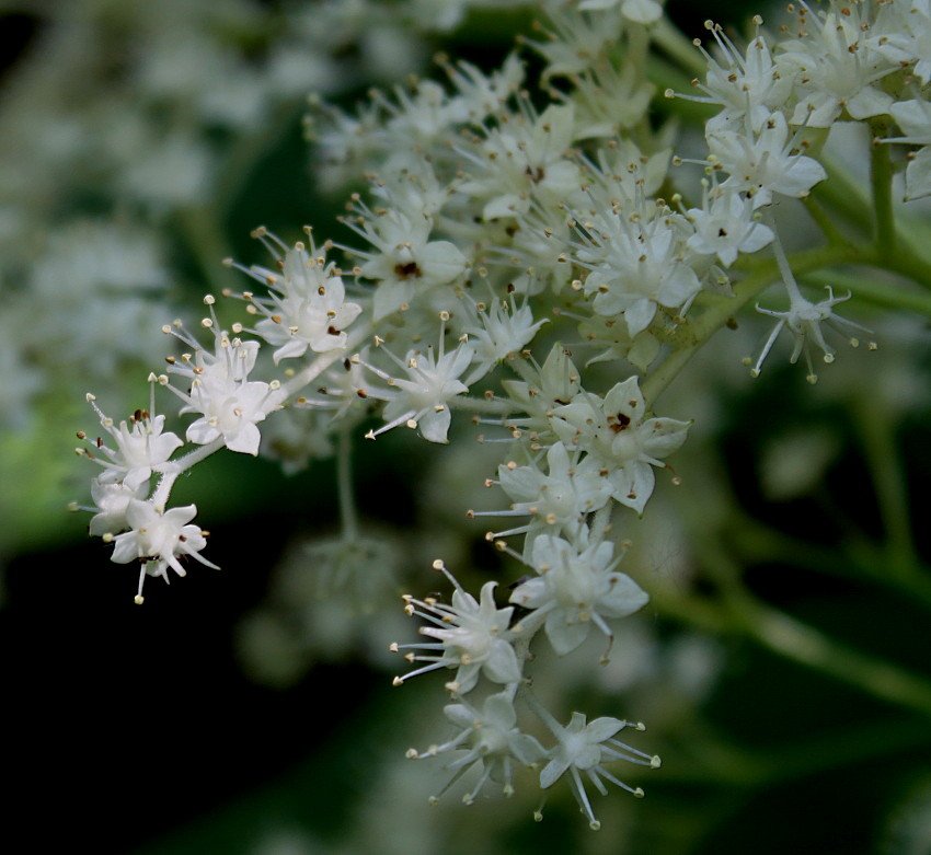 Изображение особи Rodgersia aesculifolia.