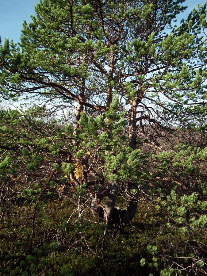 Изображение особи Pinus friesiana.