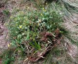 Potentilla erecta. Отцветающее и начинающее плодоносить растение с корнем на горном лугу. Карпаты, подножье горы Поп Иван, высота 1300 м н.у.м. 06.09.2014.