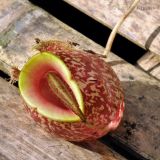 Nepenthes ampullaria