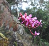 Epidendrum secundum. Соцветие. Перу, Анды, склон горы Мачу-Пикчу, археологический комплекс Мачу-Пикчу. 13 марта 2014 г.