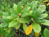 View full-size image Rhododendron aureum