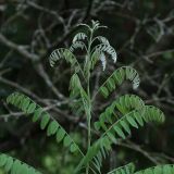 Amorpha fruticosa. Верхушка побега с молодыми листьями. Белгородская обл., пос. Борисовка, дендрарий заповедника. 28.06.2009.