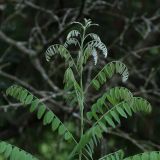 Amorpha fruticosa