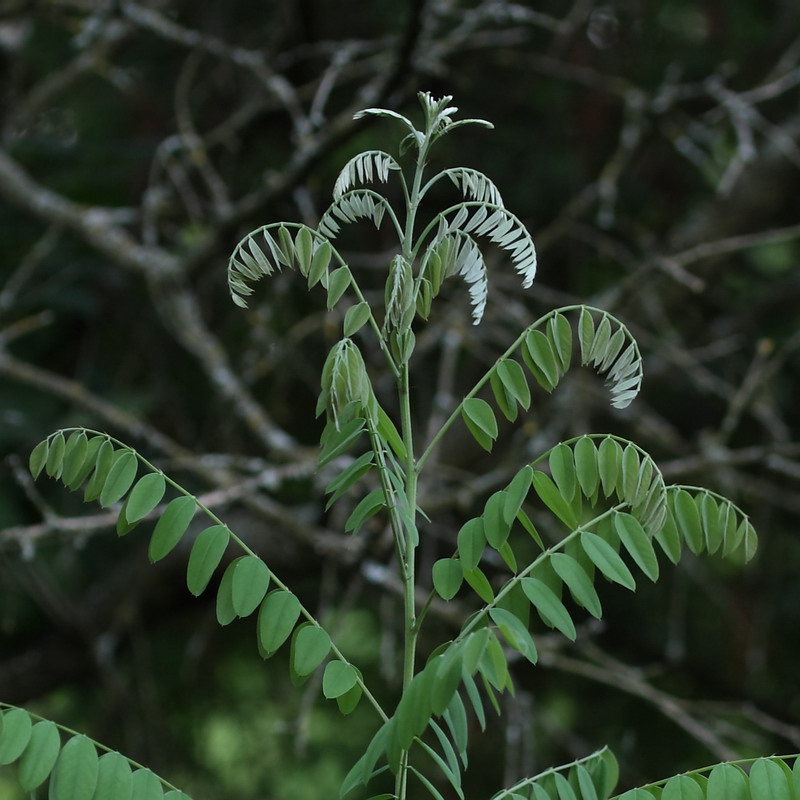 Image of Amorpha fruticosa specimen.