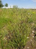 Juncus alpino-articulatus