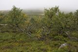 Betula czerepanovii. Деревья на верхней границе лесотундры. Окрестности Мурманска, северный склон Лисьей сопки. Конец августа.
