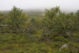 Betula czerepanovii