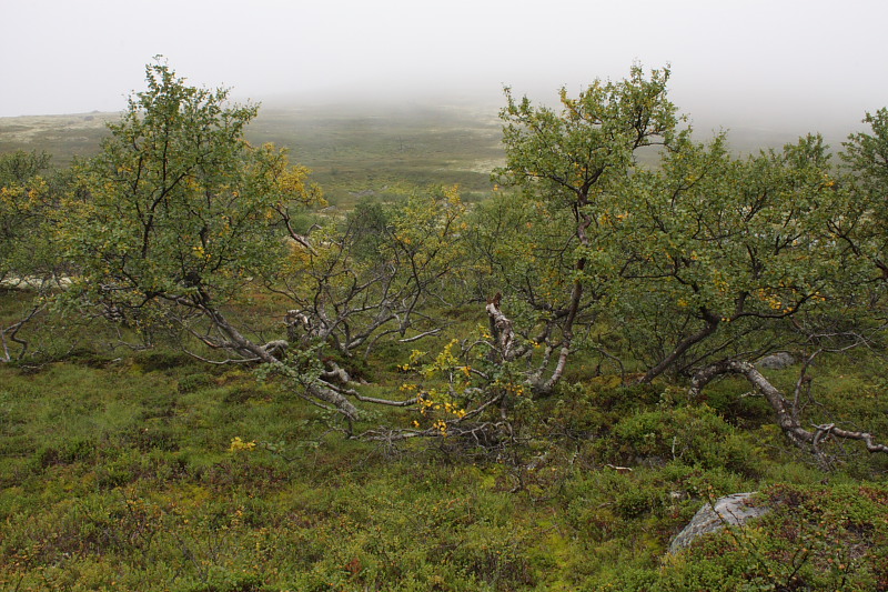 Image of Betula czerepanovii specimen.