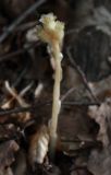 Hypopitys monotropa. Цветущее растение. Крым, Чатырдаг, буковый лес. 23.07.2009.