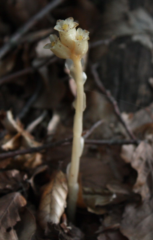 Image of Hypopitys monotropa specimen.