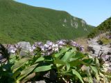 Pennellianthus frutescens