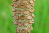 Equisetum arvense. Часть стробила.