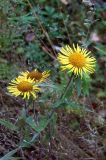 Inula britannica