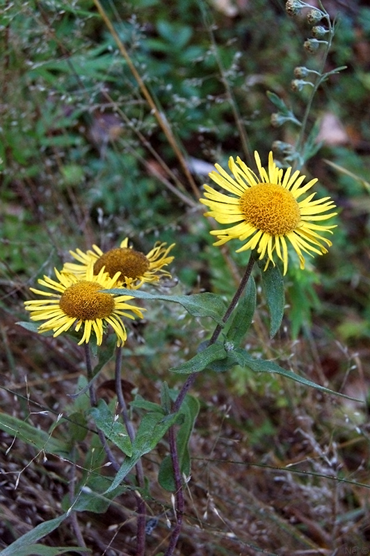 Изображение особи Inula britannica.