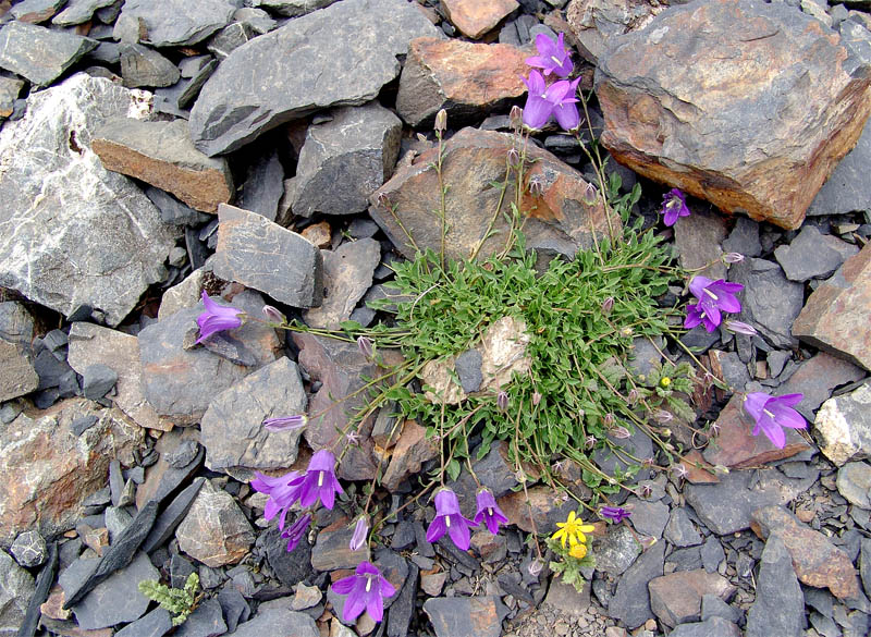 Image of Campanula petrophila specimen.