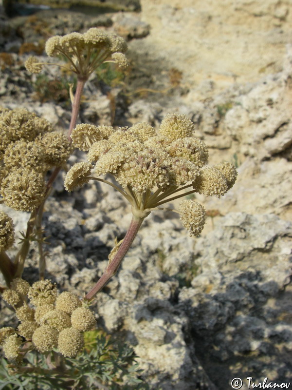 Image of Seseli gummiferum specimen.