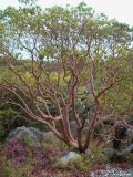 Arbutus andrachne