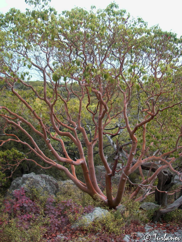 Изображение особи Arbutus andrachne.