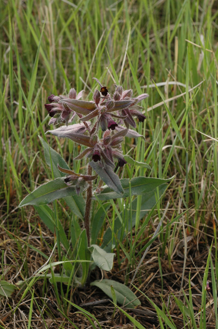 Image of Nonea rossica specimen.