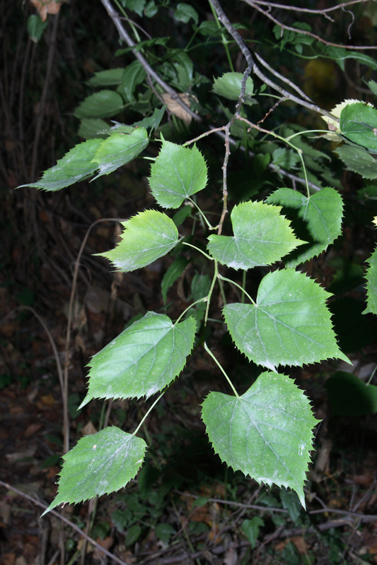 Изображение особи Tilia mongolica.