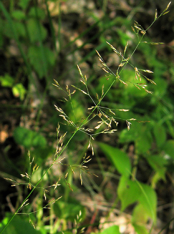 Изображение особи род Agrostis.