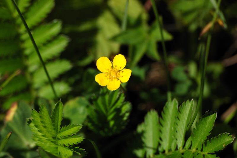 Изображение особи Potentilla anserina.