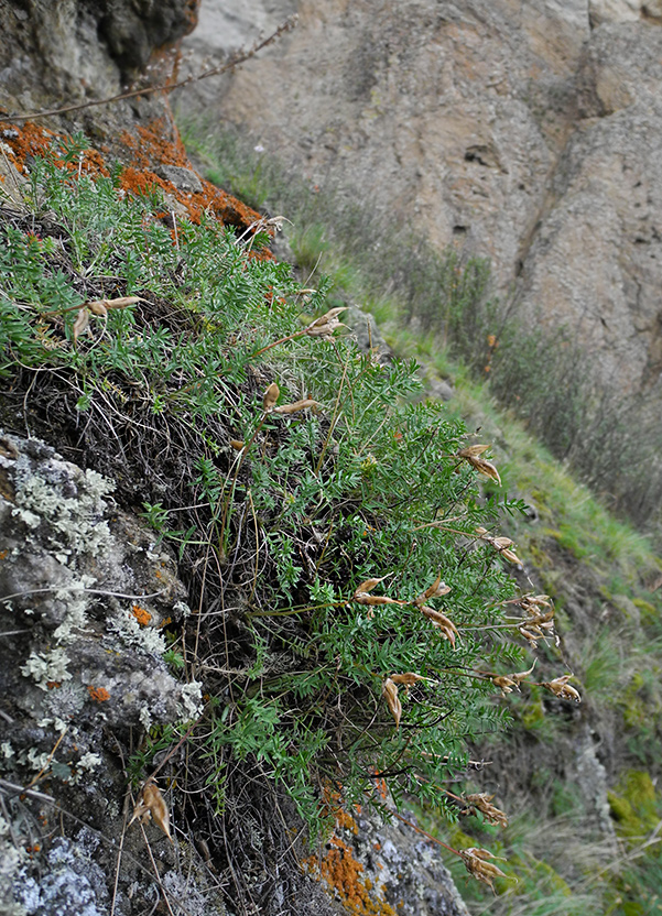 Image of Oxytropis oxyphylloides specimen.