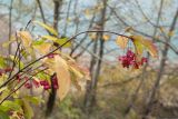 Euonymus latifolius. Ветвь со вскрывшимися плодами и листьями в осенней окраске. Черногория, нац. парк Дурмитор, западная часть тропы вокруг Чёрного озера, среди букового леса на каменистом склоне. 15.10.2014.