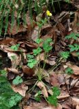 Ranunculus grandiflorus. Зацветающее растение. Краснодарский край, Сочи, окр. Адлера, широколиственный лес. 16.02.2015.