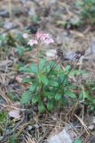 Chimaphila umbellata