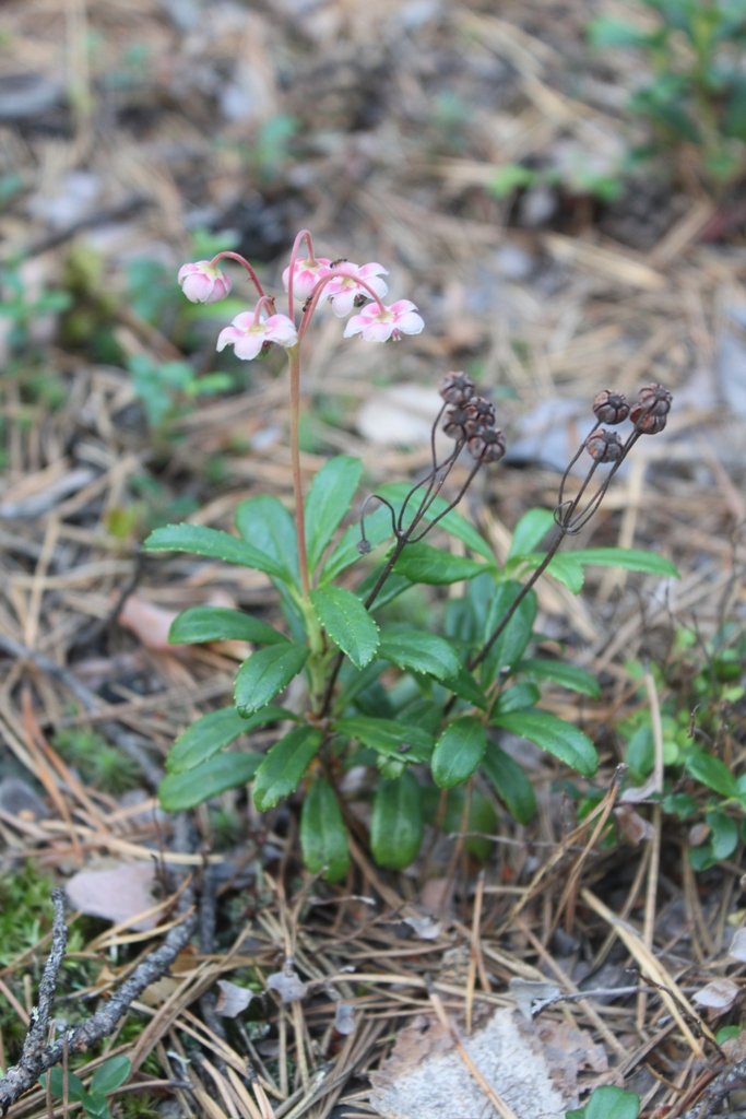 Изображение особи Chimaphila umbellata.