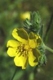 Potentilla pedata