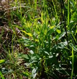 Solidago virgaurea. Развивающееся растение. Московская обл., Раменский р-н, окр. ж.-д. платформы Хрипань, просека под ЛЭП. 03.06.2015.