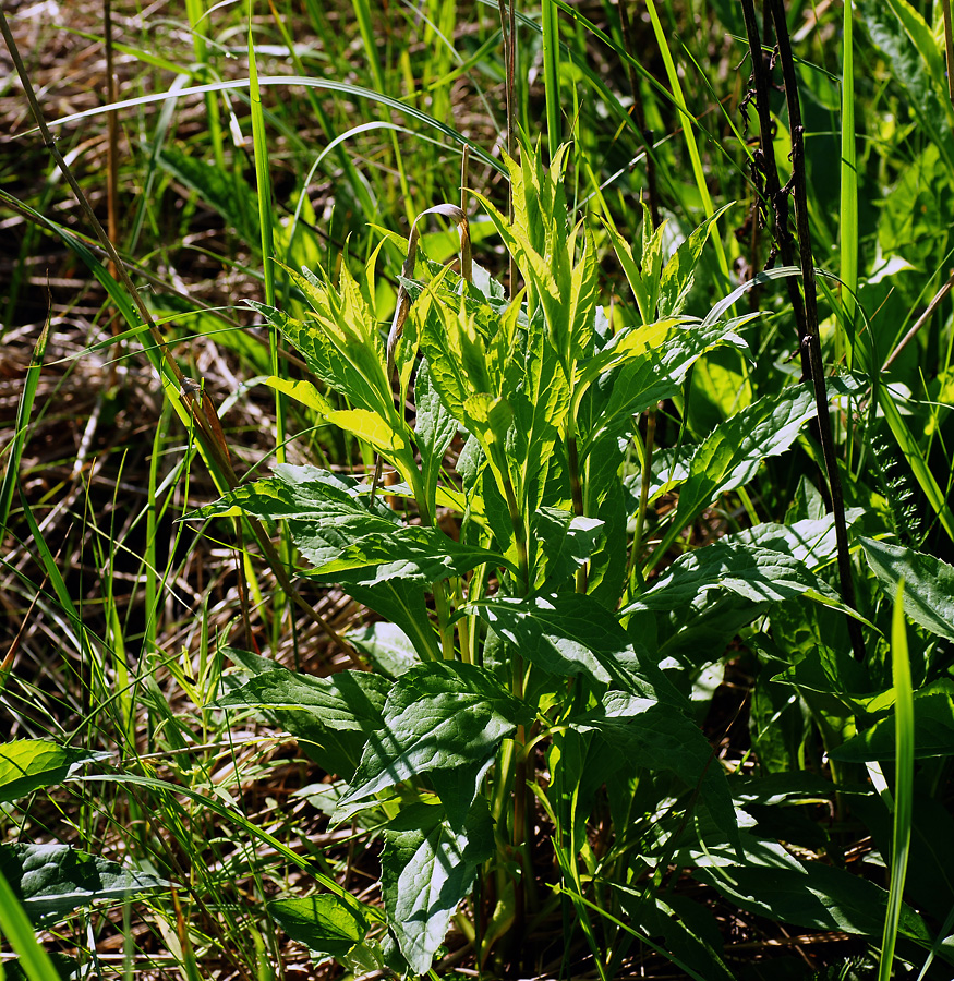 Image of Solidago virgaurea specimen.