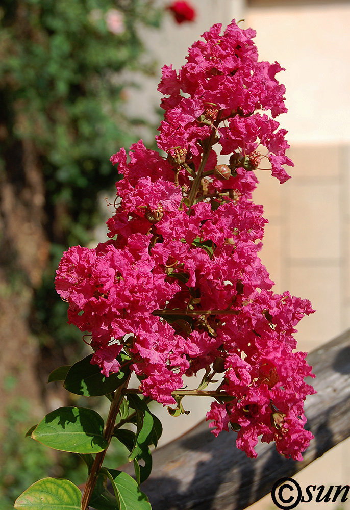 Изображение особи Lagerstroemia indica.