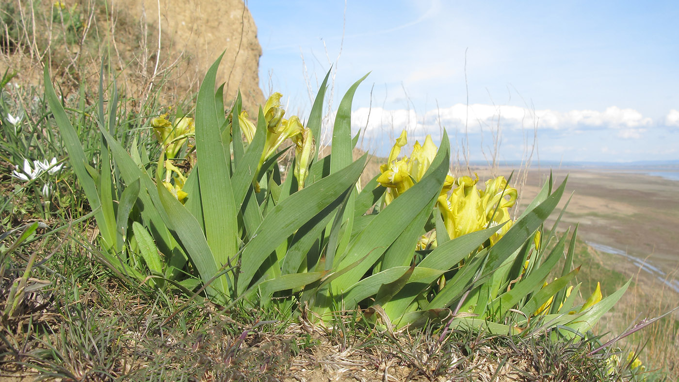 Image of Iris pumila specimen.