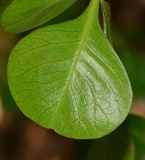 Rhus laevigata