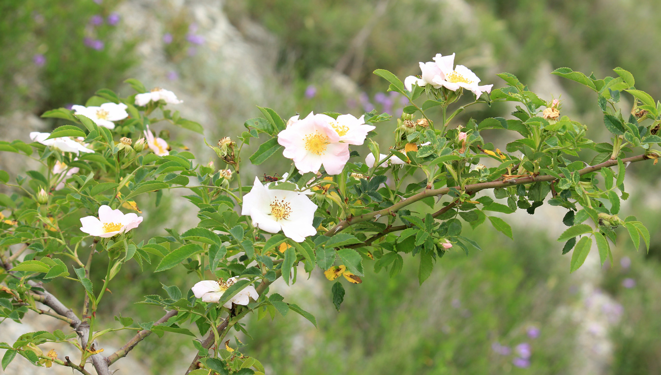 Image of Rosa canina specimen.