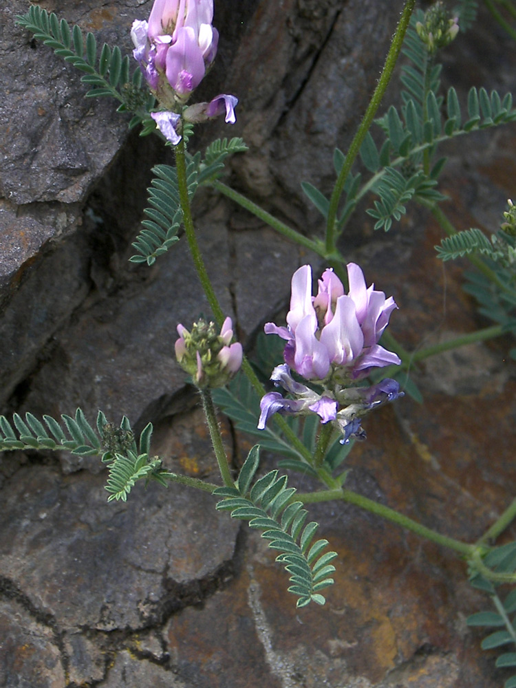 Image of Astragalus captiosus specimen.