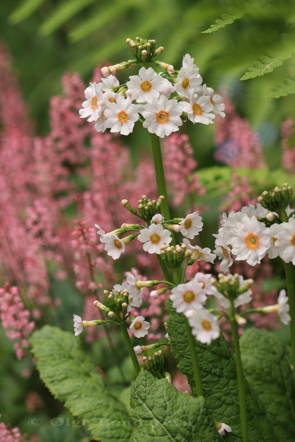 Изображение особи Primula japonica.