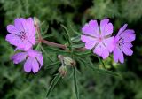 Geranium tuberosum. Соцветие. Украина, Крым, Никитский ботанический сад, участок пряно-ароматических растений, как сорное. 22 апреля 2008 г.