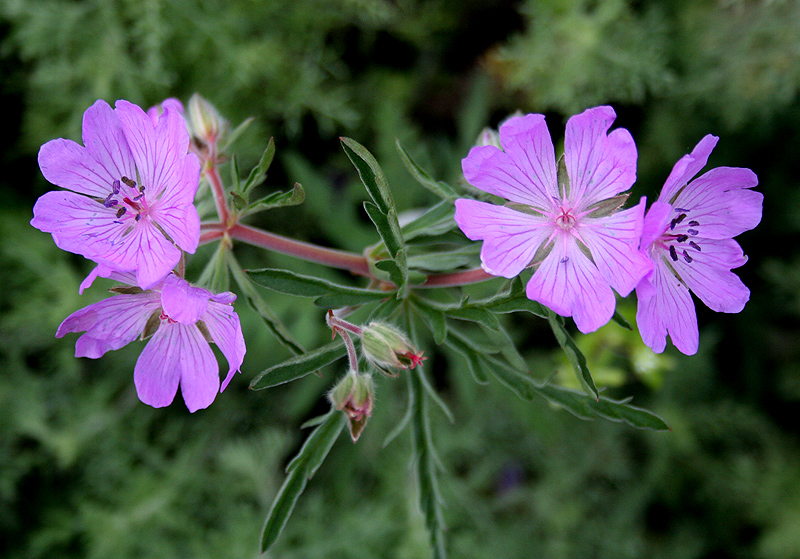 Изображение особи Geranium tuberosum.