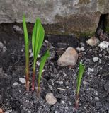 Convallaria majalis