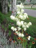 genus Yucca