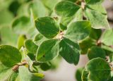 Lonicera microphylla. Верхушки побегов с листьями. Казахстан, Восточно-Казахстанская обл., Зыряновский р-н, окр. пос. Новая Бухтарма, правый берег Бухтарминского вдхр., остепнённый склон сопки, между камней. 04.08.2015.